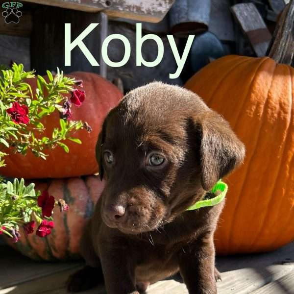 Koby, Chocolate Labrador Retriever Puppy